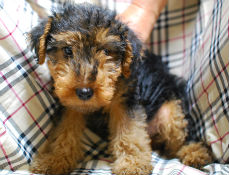 ウェルシュテリア