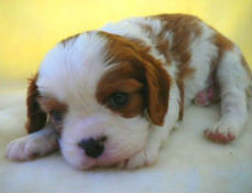 キャバリアの子犬