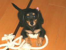 カニンヘンダックスの子犬