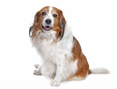 犬種図鑑コーイケルホンディエの特徴や性格+体臭対策/ペットの消臭屋