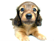 ミニチュアダックスフンドロングの子犬写真