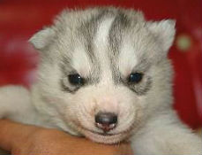 ハスキー犬の子犬