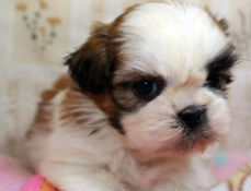 シーズーの子犬