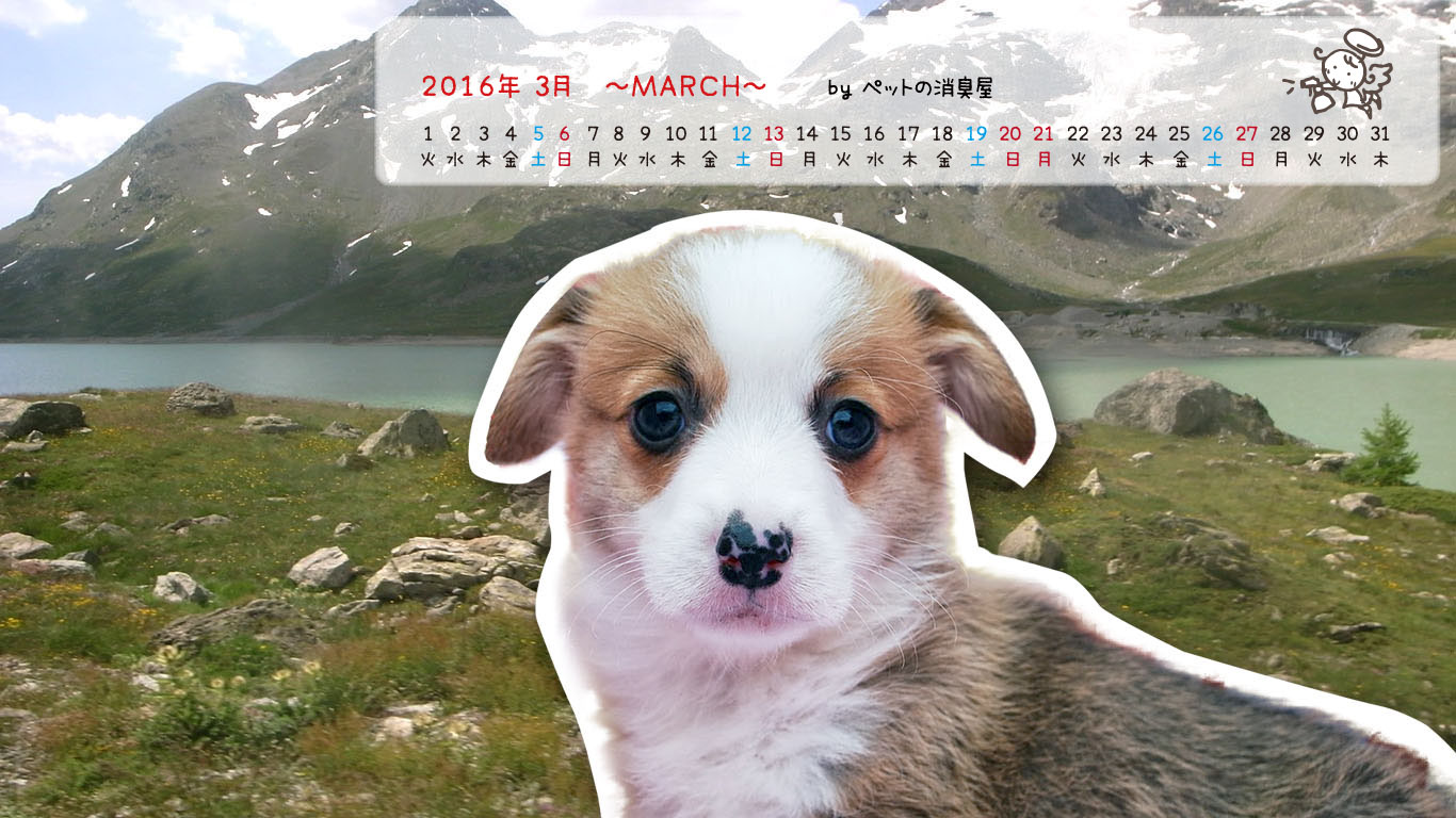 2016年3月の子犬カレンダー