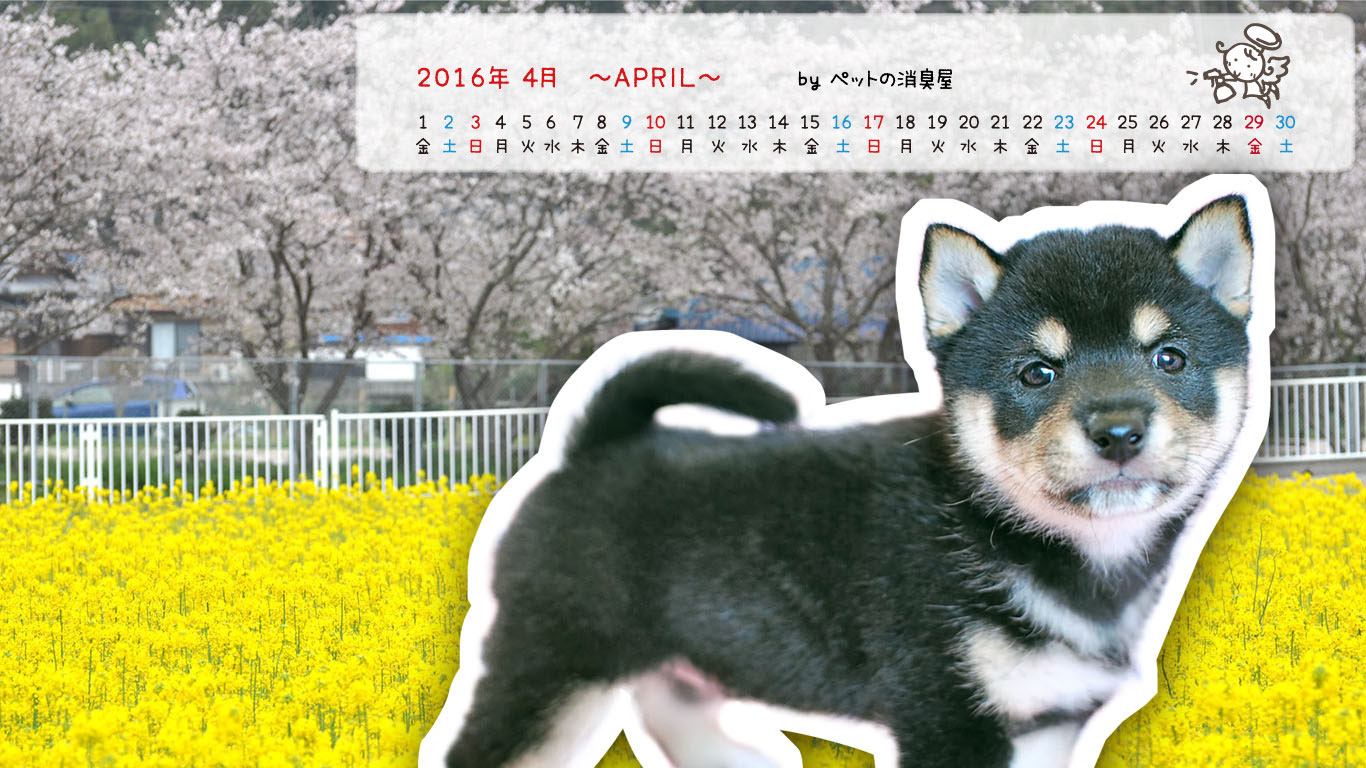 2016年4月の子犬カレンダー
