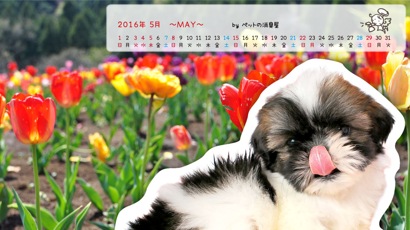 2016年5月の子犬カレンダー