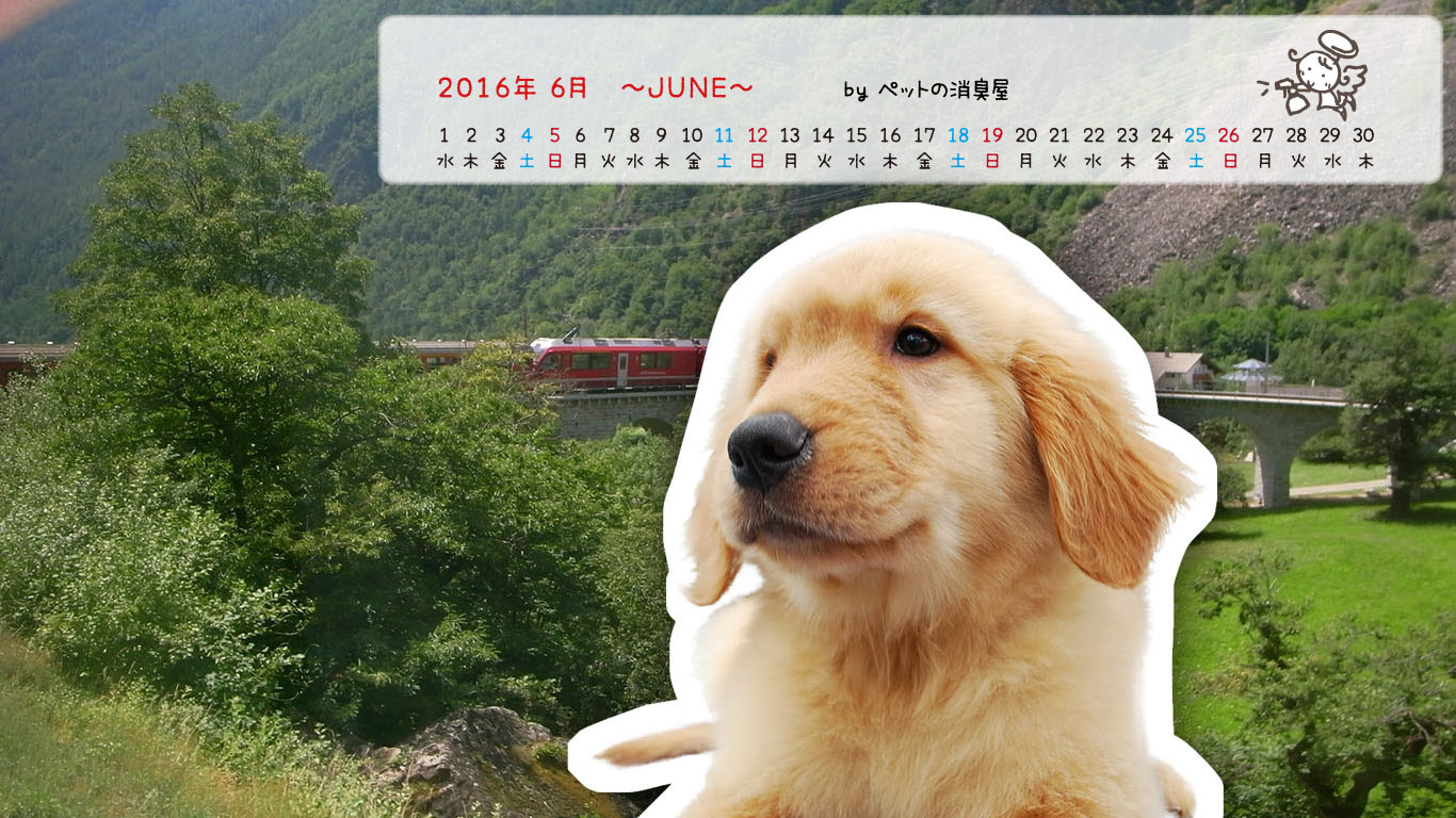 2016年6月の子犬カレンダー