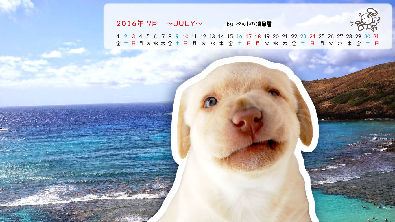 2016年7月の子犬カレンダー