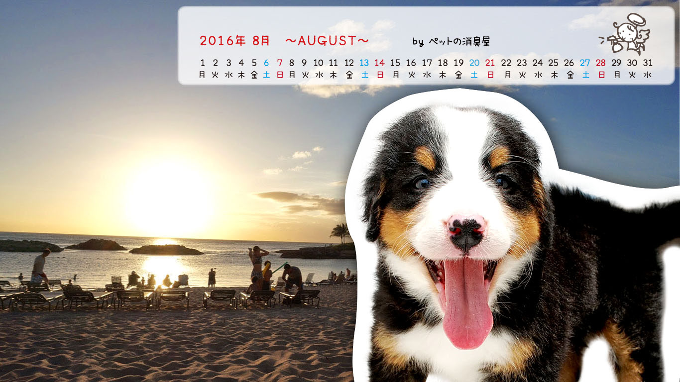 2016年8月の子犬カレンダー
