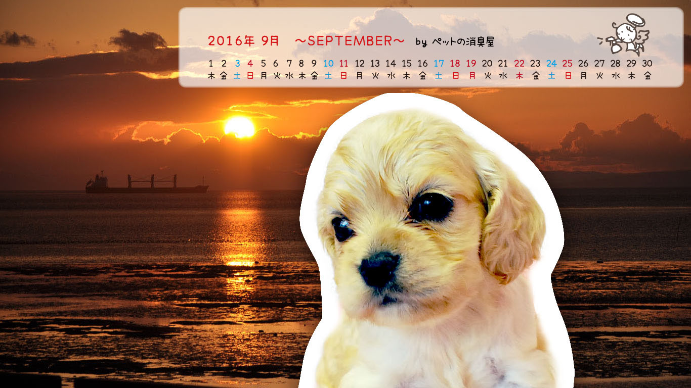 2016年9月の子犬カレンダー