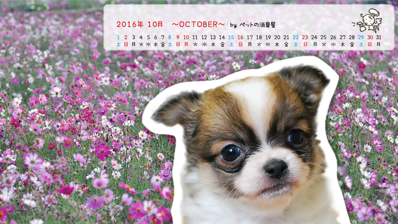 2016年10月の子犬カレンダー
