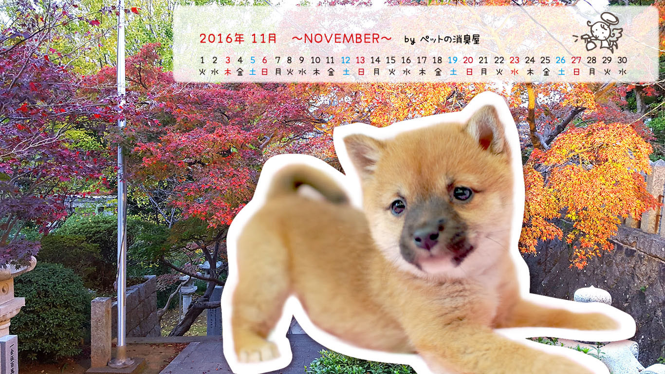 2016年11月の子犬カレンダー