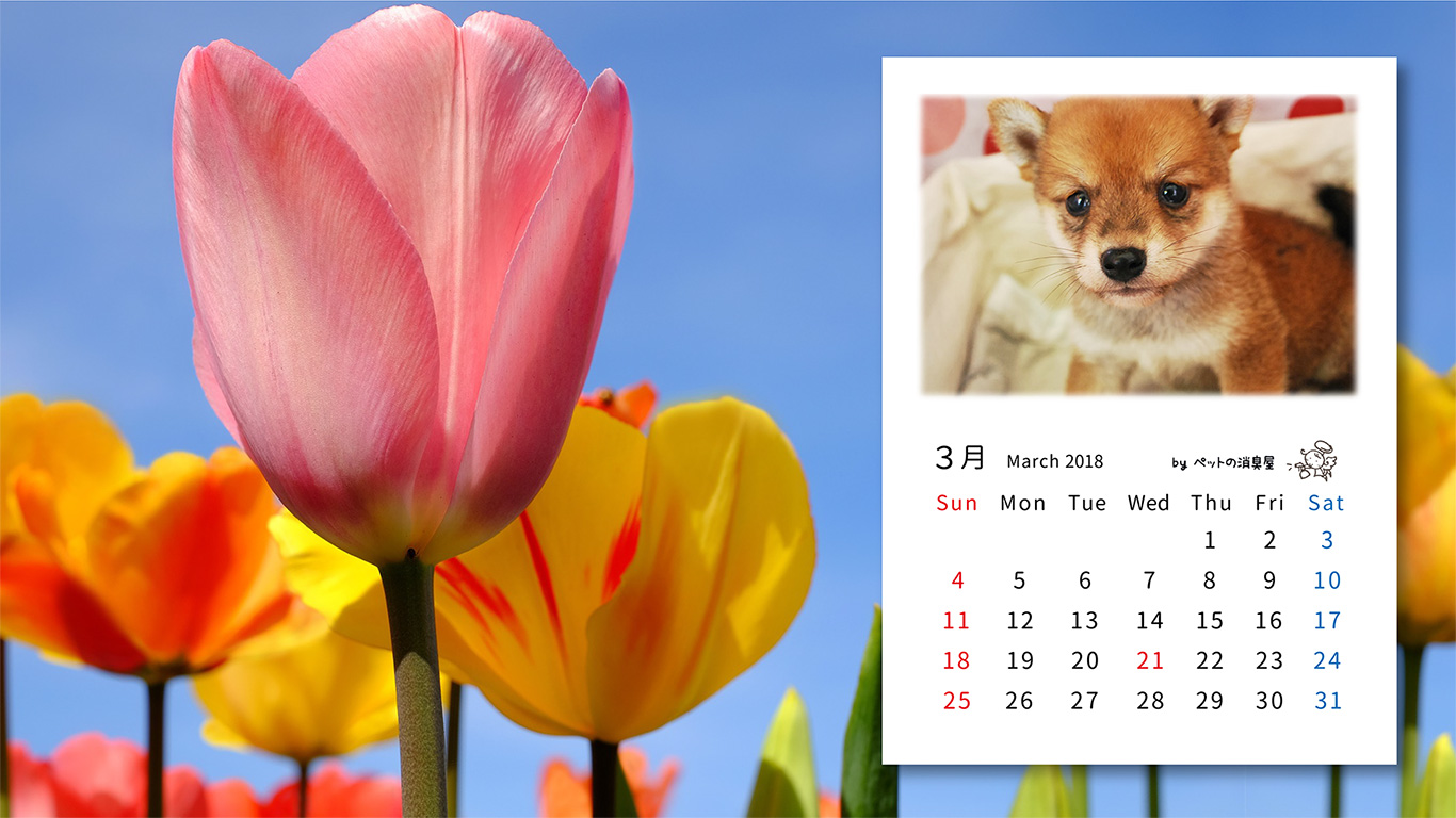 2018年3月の子犬カレンダー