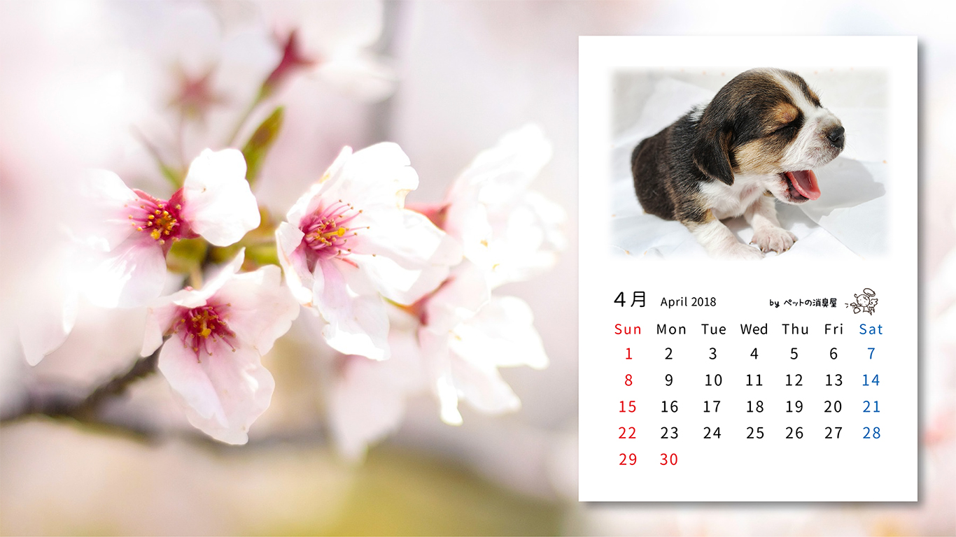 2018年4月の子犬カレンダー