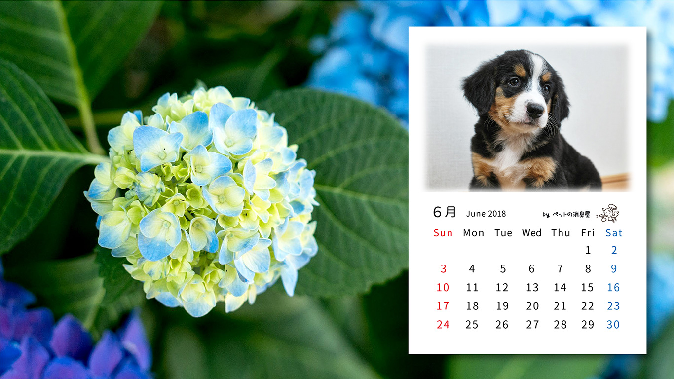 2018年6月の子犬カレンダー