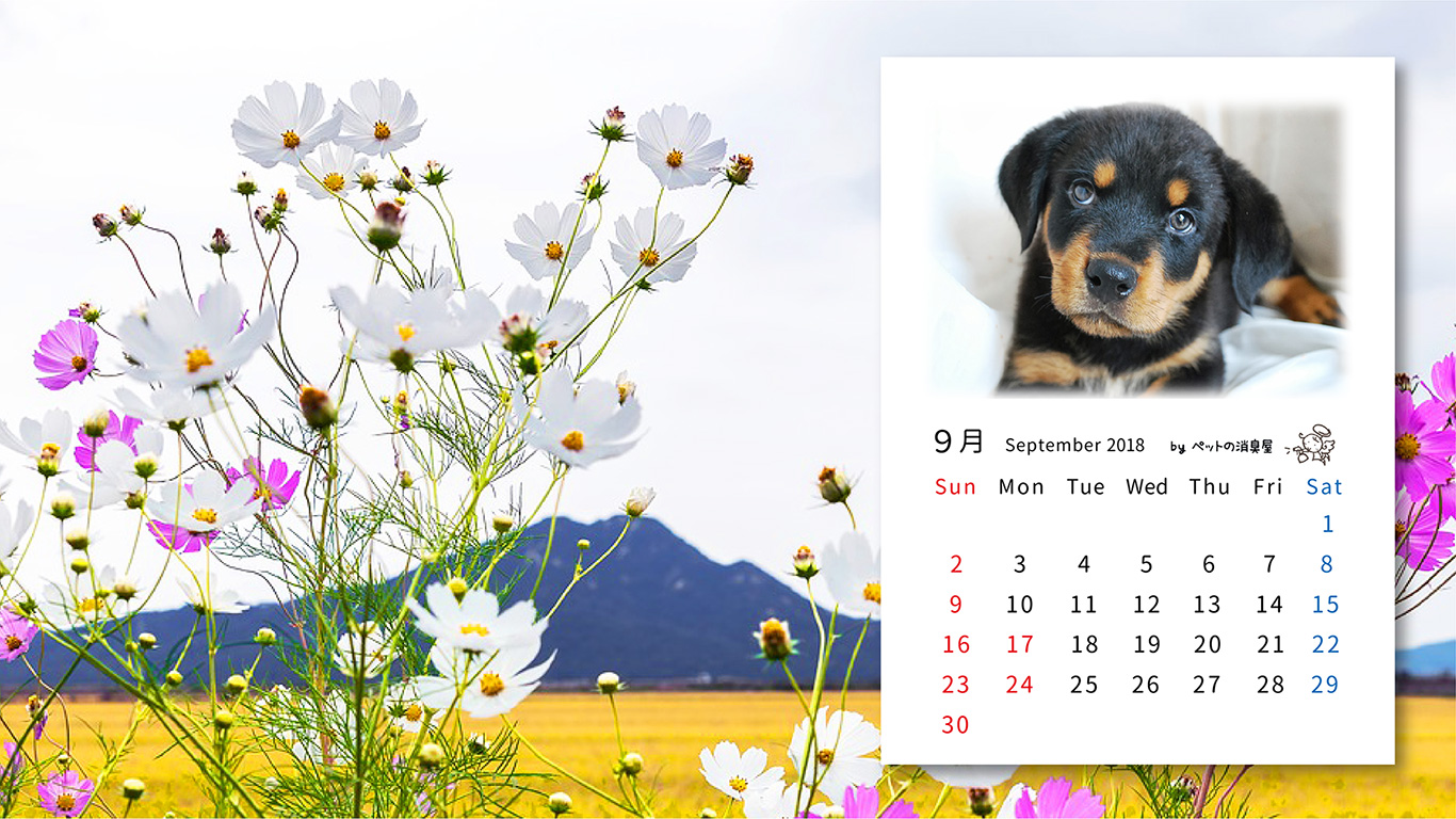 2018年9月の子犬カレンダー