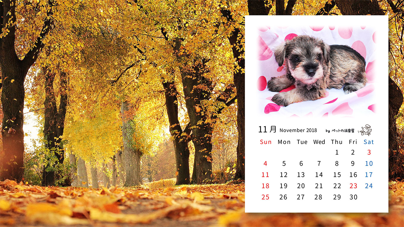 2018年11月の子犬カレンダー