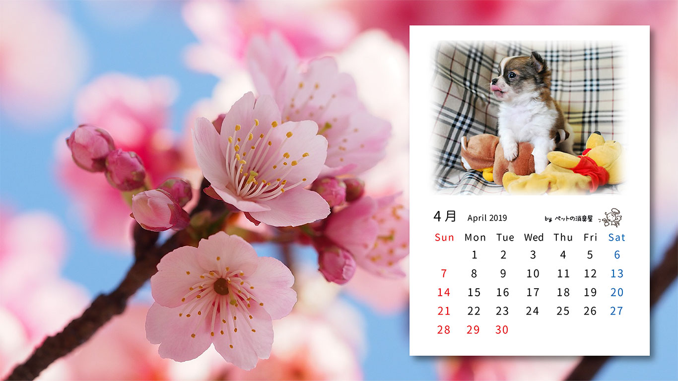 2019年4月の子犬カレンダー
