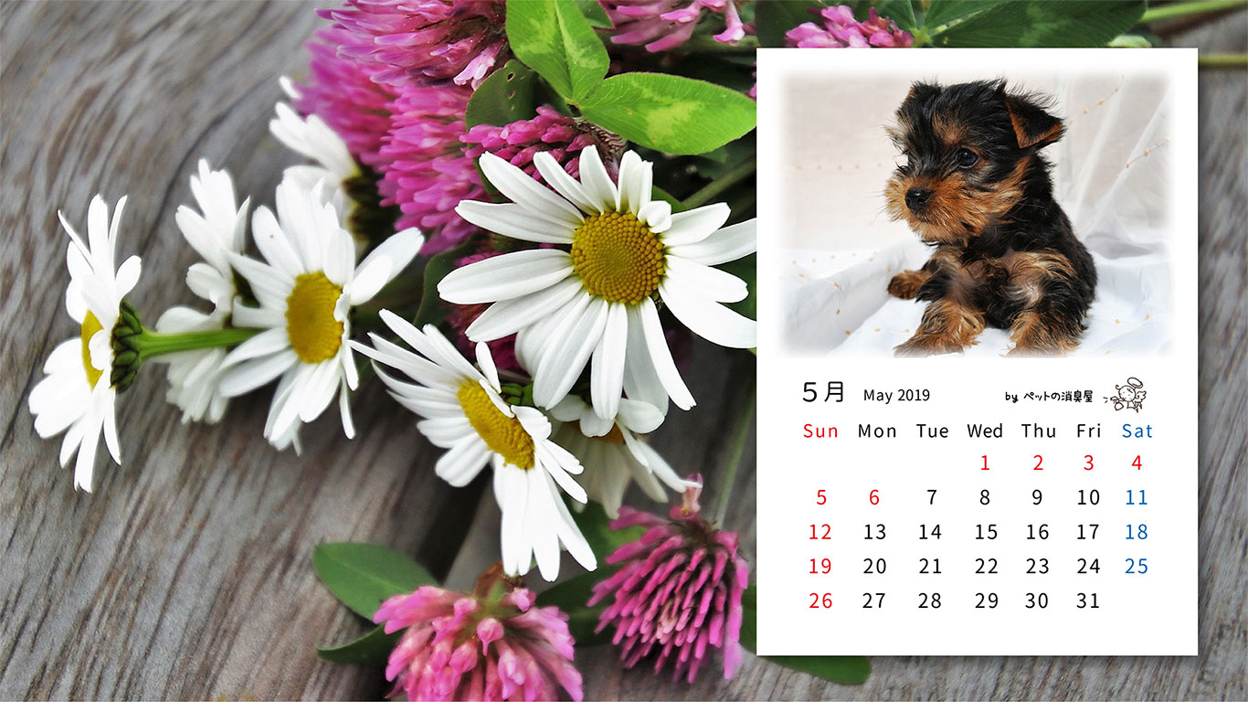 2019年5月の子犬カレンダー