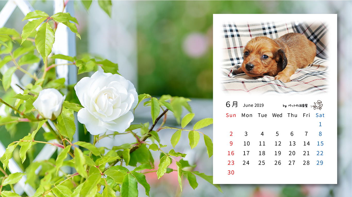 2019年6月の子犬カレンダー