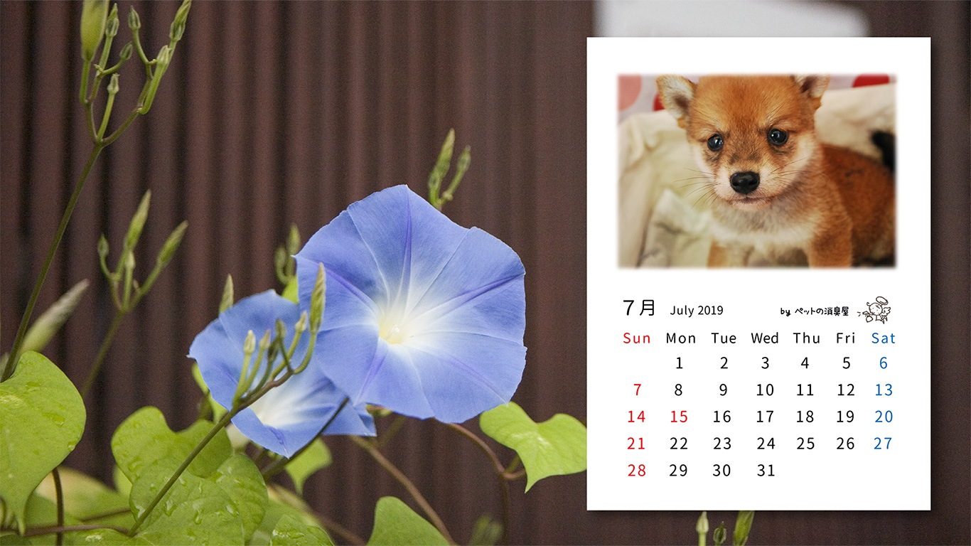 2019年7月の子犬カレンダー