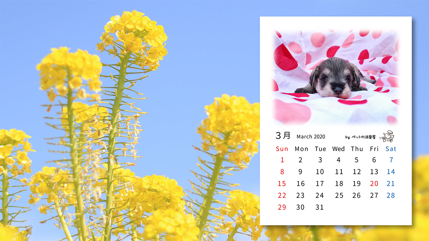 2020年3月の子犬カレンダー