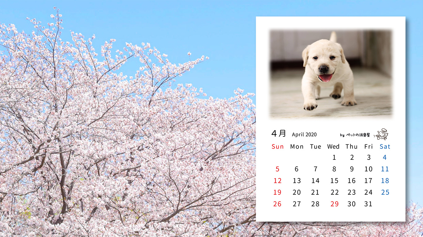 2020年4月の子犬カレンダー