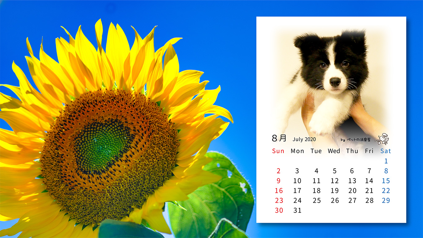 2020年8月の子犬カレンダー