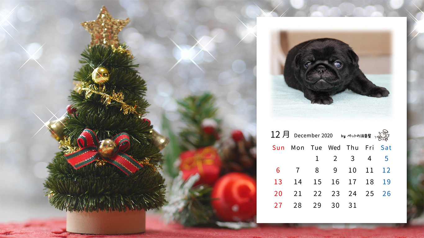 2020年12月の子犬カレンダー