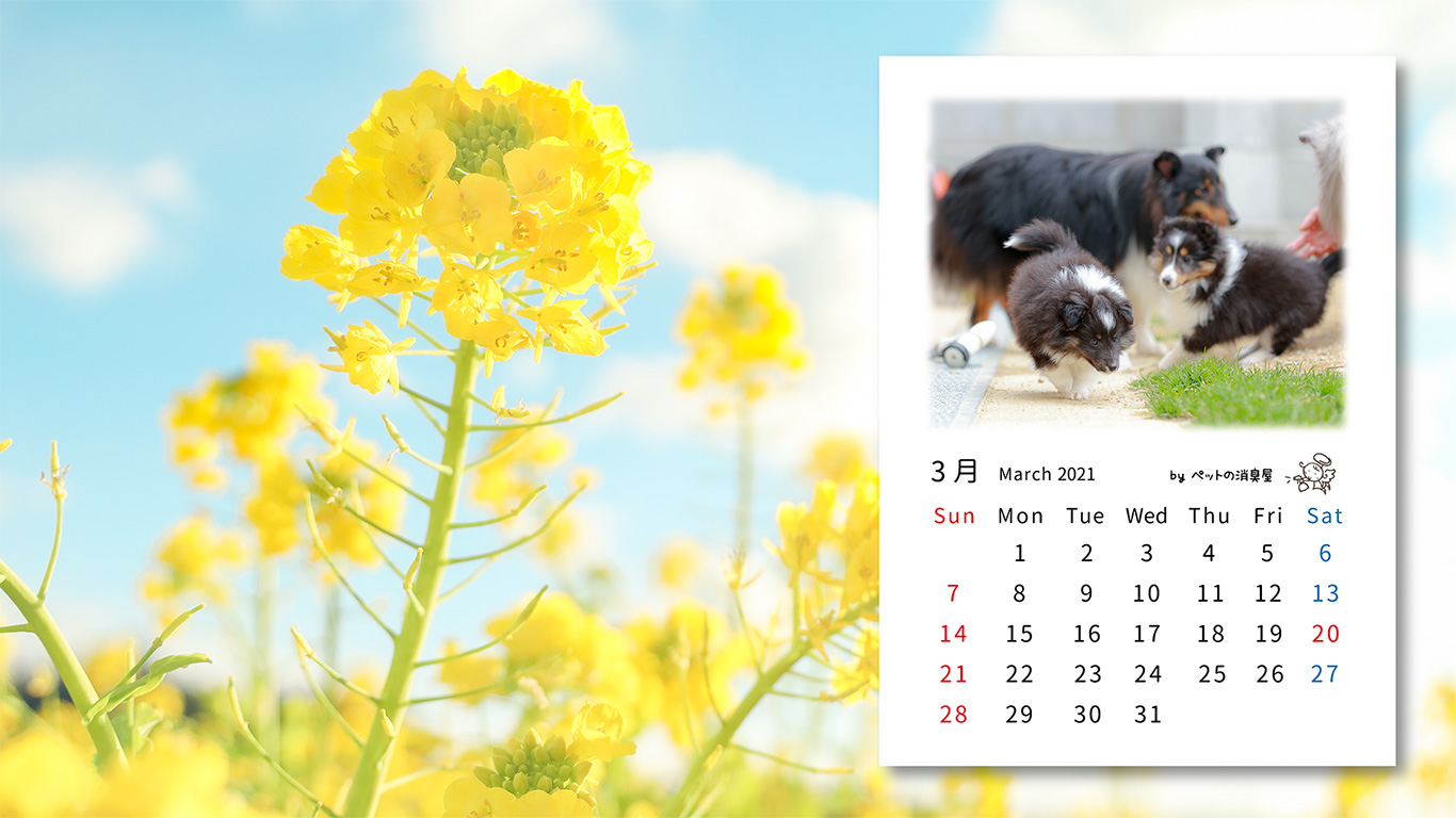 2021年3月の子犬カレンダー