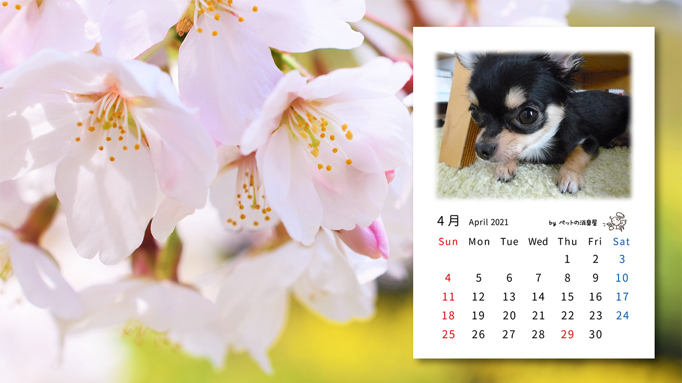 2021年4月の子犬カレンダー