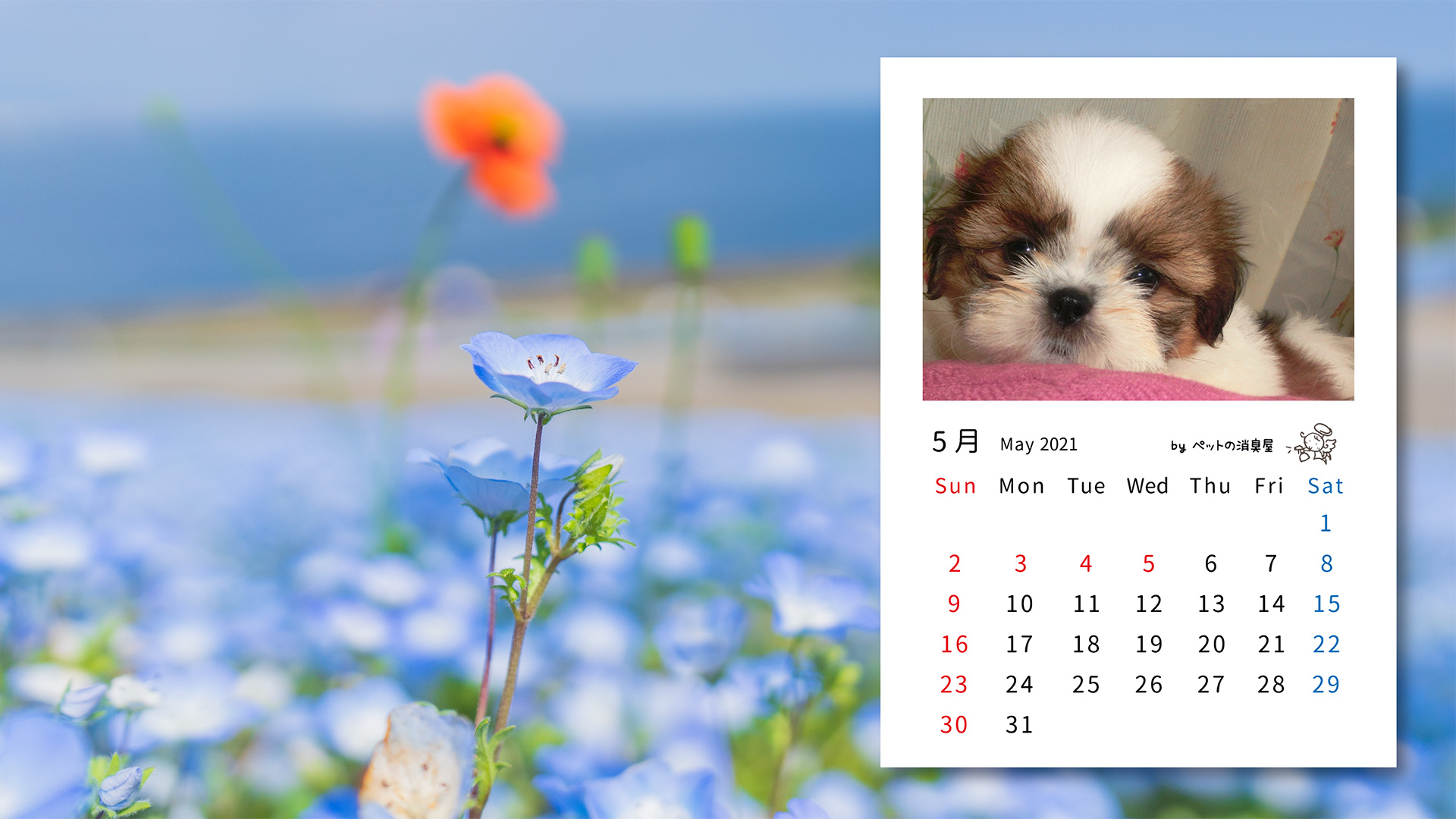 フリー 無料 子犬の壁紙カレンダー 21年 ペット大学 ｂｙペットの消臭屋