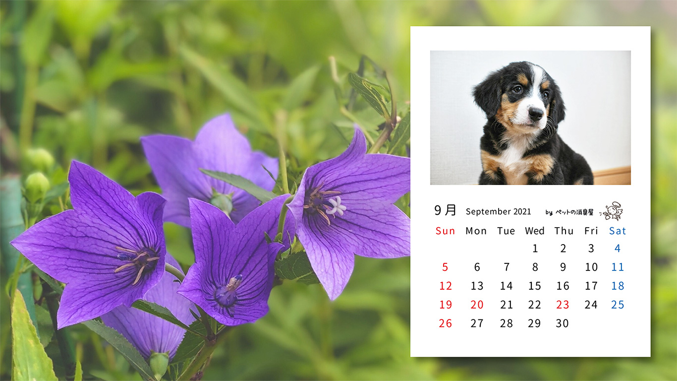 2021年9月の子犬カレンダー