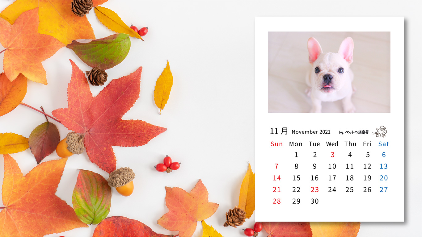 2021年11月の子犬カレンダー