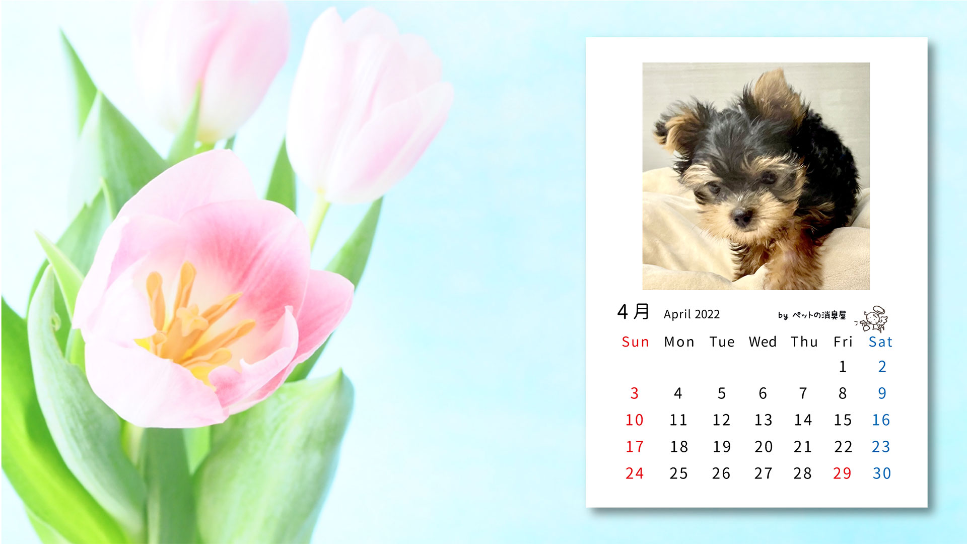 フリー 無料 子犬の壁紙カレンダー 22年 ペット大学 ｂｙペットの消臭屋