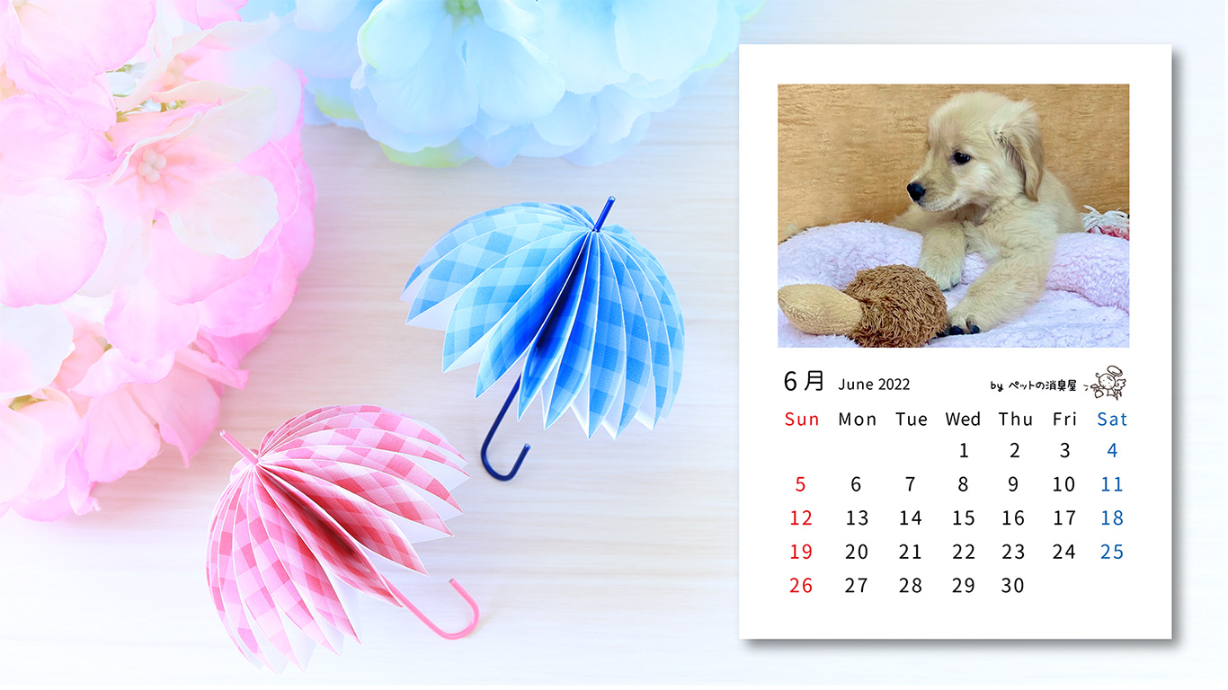 2022年6月の子犬カレンダー