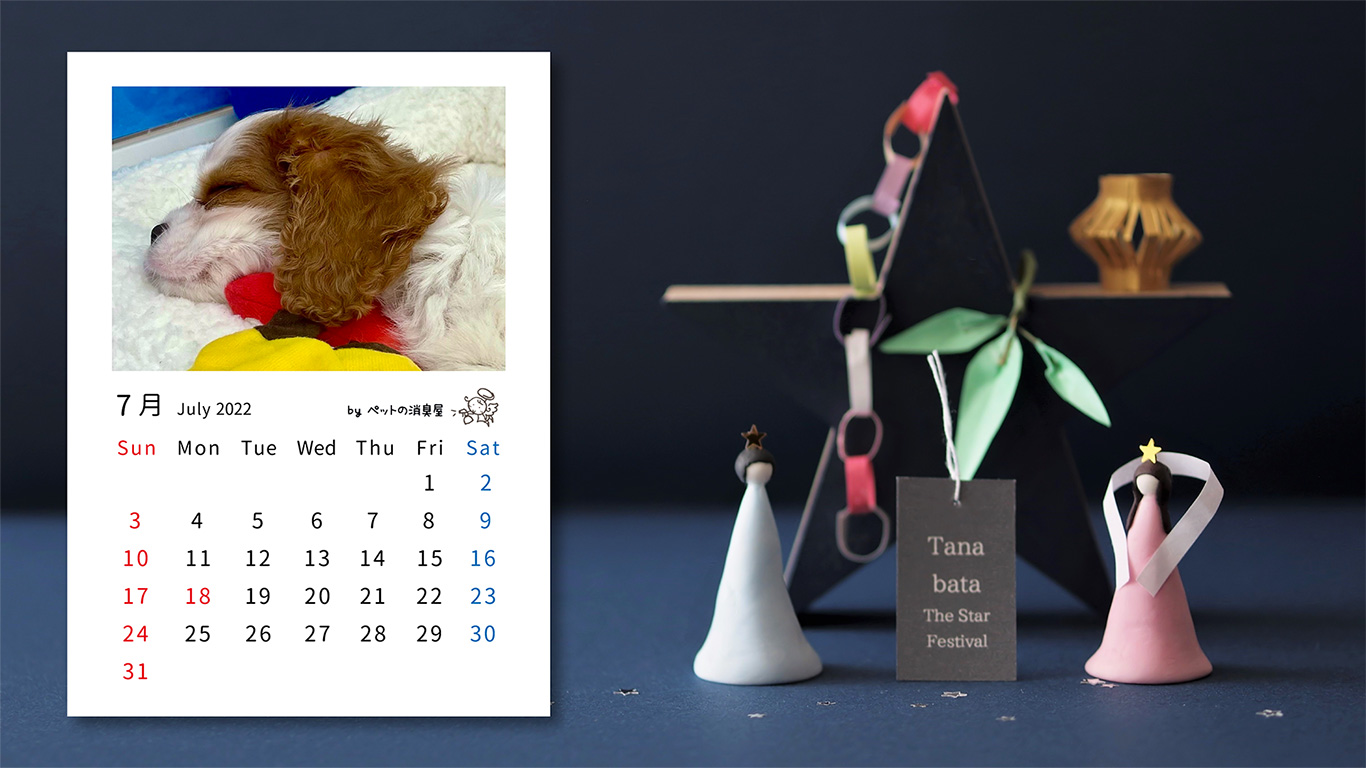 7月の子犬：「キャバリア キング チャールズ スパニエル」2022年7月のフリーカレンダー
