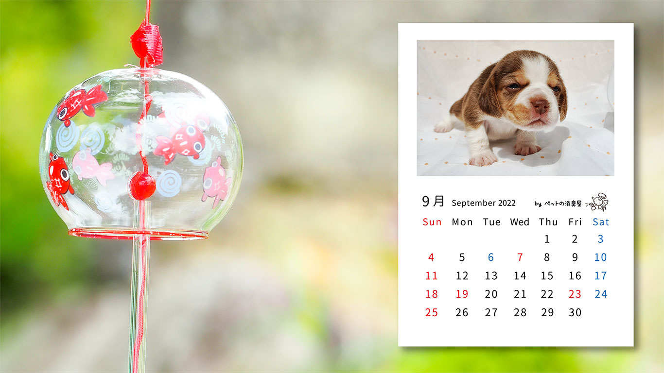 9月の子犬：「ビーグル」2022年9月のフリーカレンダー