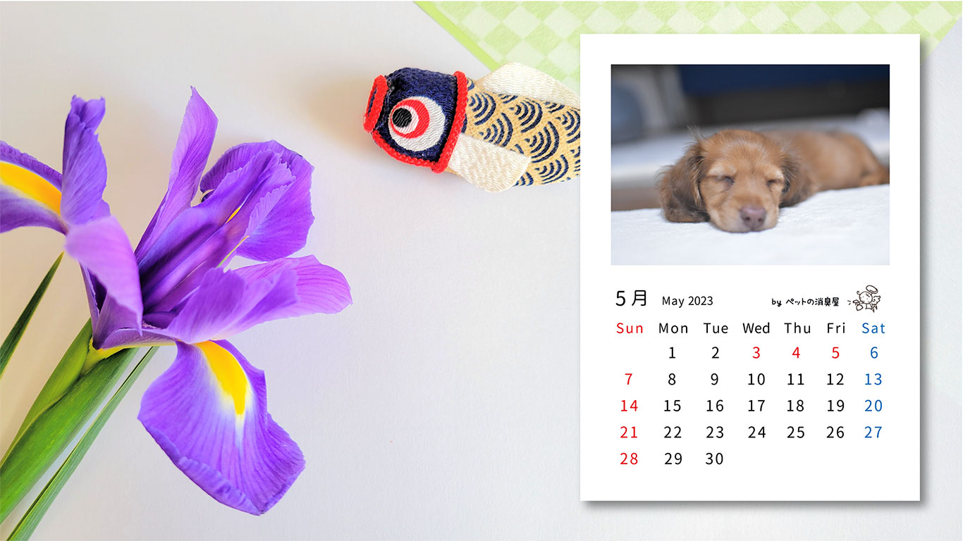 2023年5月の子犬カレンダー
