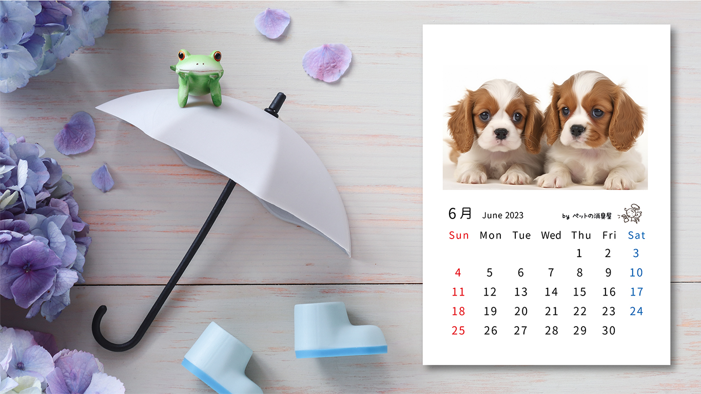 6月の子犬：「ミニチュアダックスフンド」2023年5月のフリーカレンダー