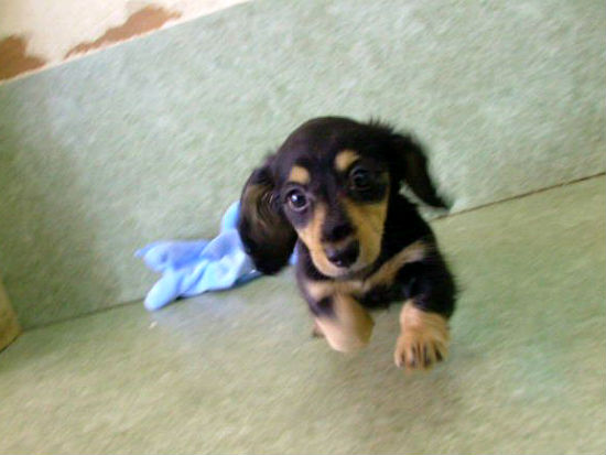 �_�b�N�X�t���h�@�q���t���[�ʐ^