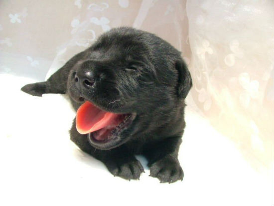 ���u���h�[�����g���o�[�@�q���t���[�摜