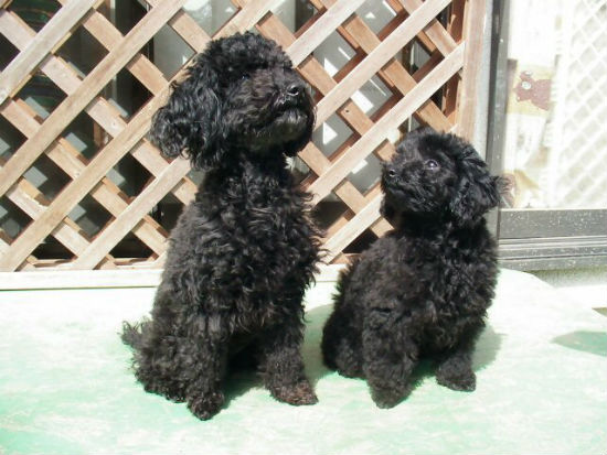 �X�^���_�[�h�v�[�h���@�q���t���[�摜