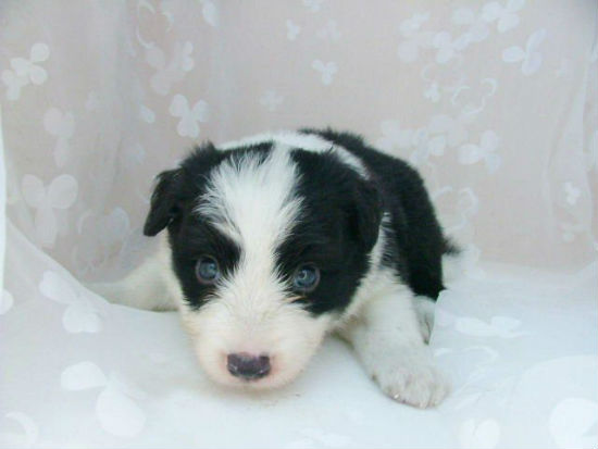 �{�[�_�[�R���[�@�q���t���[�摜