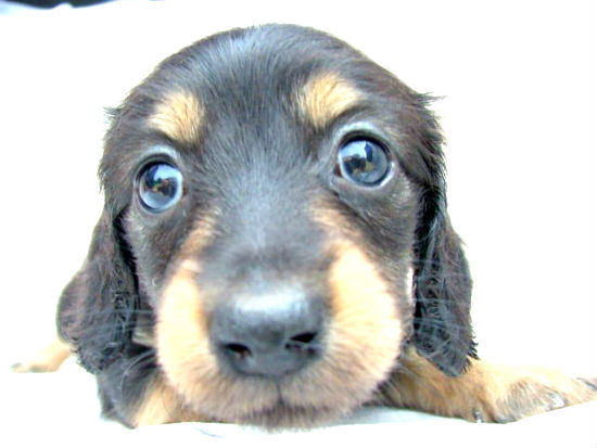 �Č��@�q���t���[�摜