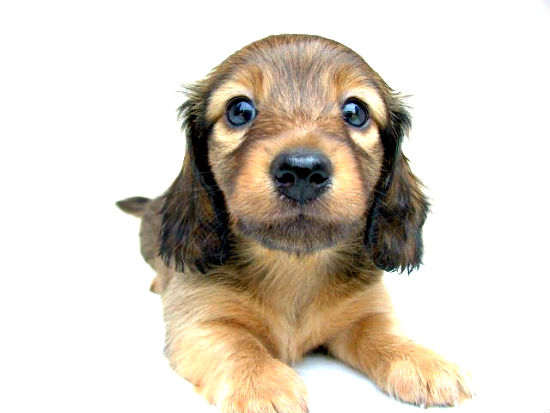 �Č��@�q���t���[�摜