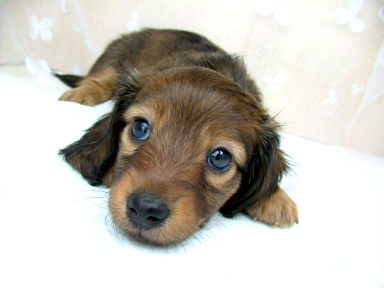 �_�b�N�X�t���h�@�q���t���[�摜