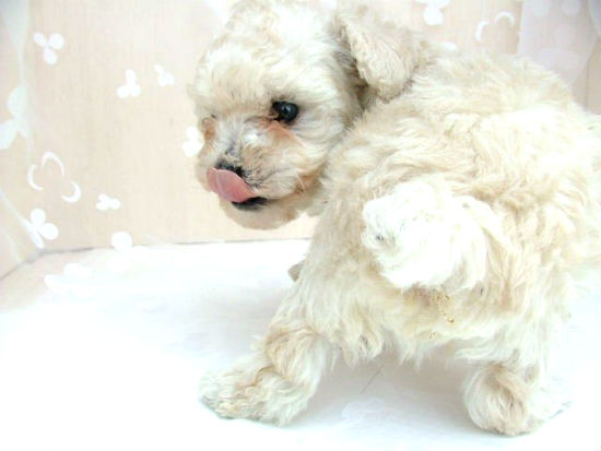 �g�C�v�[�h���@�q���t���[�摜