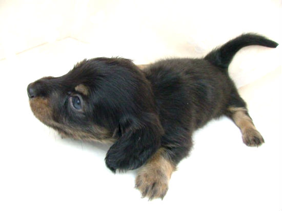 �_�b�N�X�t���h�@�q���t���[�摜