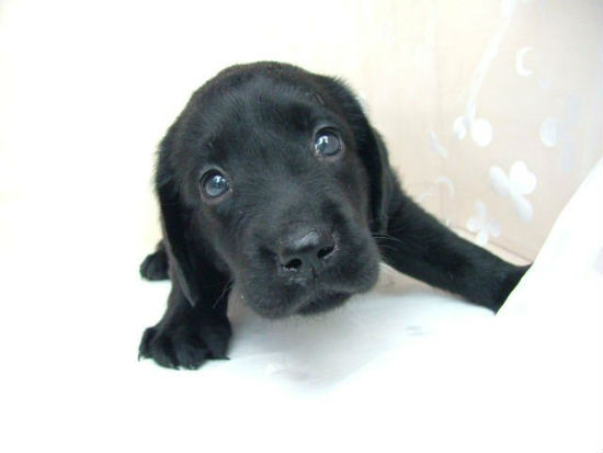 ���u���h�[�����g���o�[�@�q���t���[�摜